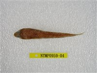 藏品(鬚棘吻魚)的圖片